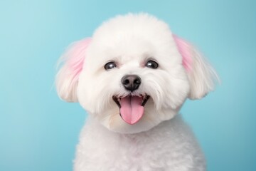 Portrait of a happy bichon frise while standing against pastel or soft colors background