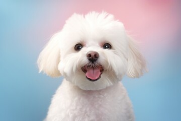 Portrait of a smiling bichon frise isolated on pastel or soft colors background