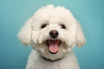 Portrait of a smiling bichon frise over pastel or soft colors background