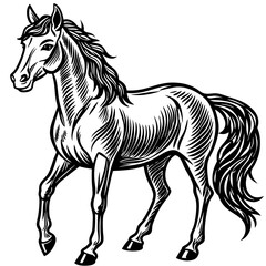 black and white horse