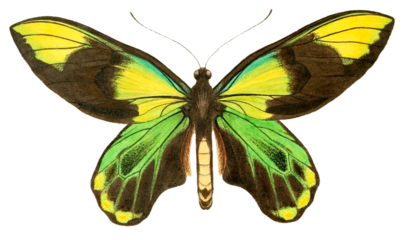 Vintage Illustration Of A Butterfly With Transparent Background, Green Butterfly With Open Wings, Macro