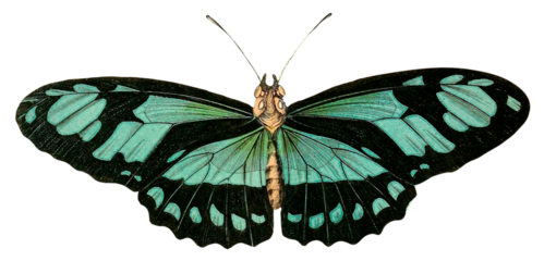 Vintage Illustration Of A Butterfly With Transparent Background, Green Butterfly With Open Wings, Macro