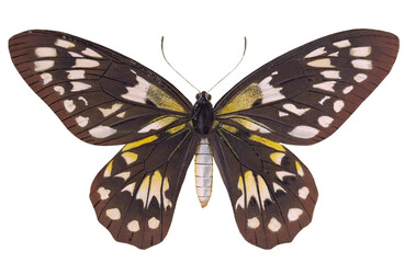 Vintage Illustration Of A Butterfly With Transparent Background, Colorful Butterfly With Open Wings, Macro
