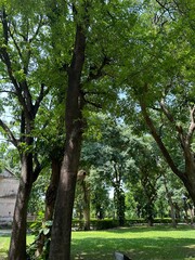 trees in the park