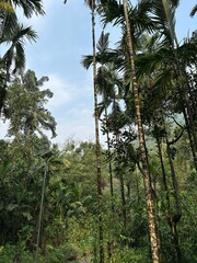 trees in the forest 