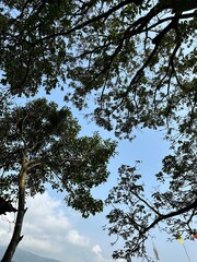 trees and sky