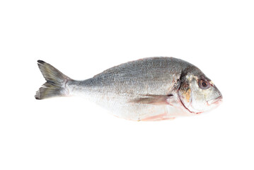 Cleaned and poached dorada fish isolated on white background.