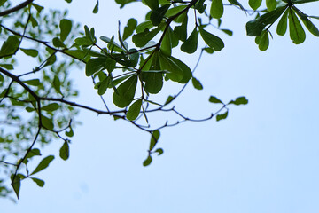 Branch with leaves with clear sky background.  Selective focus
