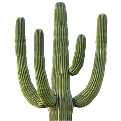 Grand Saguaro cactus with tall, ribbed body and branching arms on transparent background - Ai Image