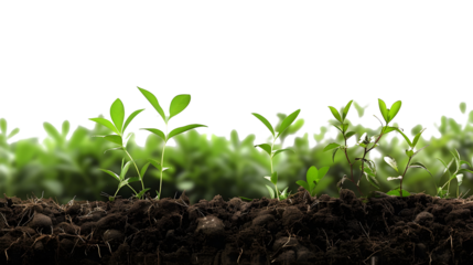 Young green seedlings growing in soil isolated png transparent background