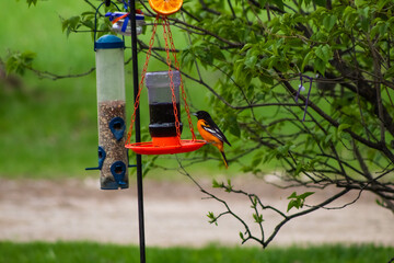 Baltimore Oriole Bird at Feeder