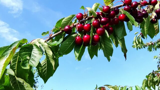 leckere reife rote Kirschen am Kirschbaum mit leicht im Wind wiegenden Bl&auml;ttern - Fr&uuml;chte, gesund, vitaminreich, Kirschernte, lecker, saftig, windig, Sommer, Garten, Nahaufnahme
