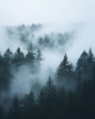 This image captures the ethereal beauty of evergreen trees partially hidden by a thick blanket of fog