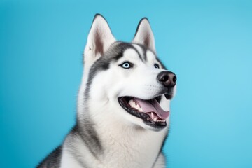 Fototapeta premium Portrait of a funny siberian husky in solid color backdrop
