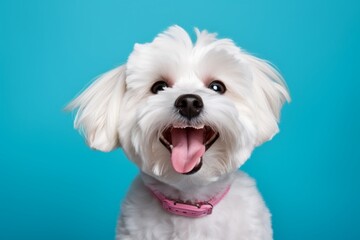 Portrait of a funny maltese over solid color backdrop
