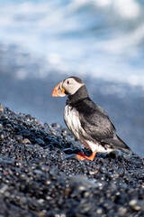 One wild puffin on a black rock beach in Iceland. Looking to the left. Close up bird. With sea on the background. Birdwatching. 