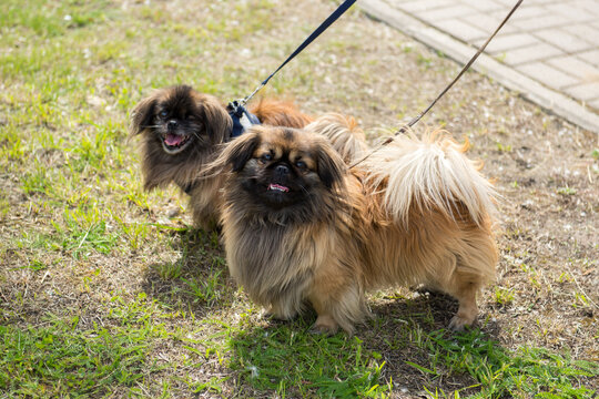 Pekingese dogs on a walk. Funny little dogs on leashes.