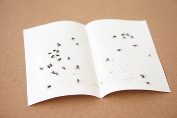 Paper glue fly trap for insects sticked on it. Flycatcher. Concept, equipment for get rid of unsatisfying or annoying insects without using chemicals or pesticide. Safety way to kill flies.
