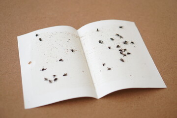 Paper glue fly trap for insects sticked on it. Flycatcher. Concept, equipment for get rid of unsatisfying or annoying insects without using chemicals or pesticide. Safety way to kill flies.