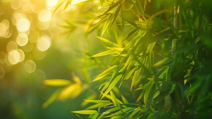 Sunlit bamboo leaves with bokeh effect, close-up view. Nature and tranquility concept