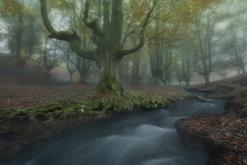 Foggy morning in the Otzarreta beech forest in the Gorbea Natural Park, Bizkaia