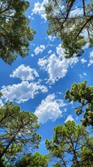Fototapeta premium Looking up at a sunny sky with scattered clouds through a canopy of green pine trees