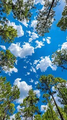 Obraz premium Looking up at a blue sky through tree tops, bright day