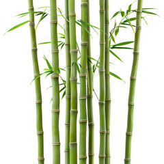 Bamboo stalks with tall, slender forms and distinctive nodes on transparent background - Ai Image