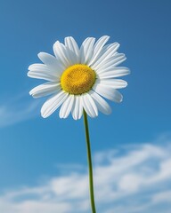 A bold and simple daisy displays its bright white petals against a striking blue sky, illustrating nature's elegance