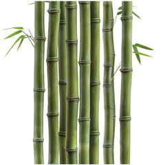 Bamboo stalks with tall, slender forms and distinctive nodes on transparent background - Ai Image