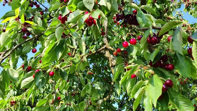 leckere reife rote Kirschen am Kirschbaum mit leicht im Wind wiegenden Bl&auml;ttern - Fr&uuml;chte, gesund, vitaminreich, Kirschernte, lecker, saftig, windig, Sommer, Garten, Nahaufnahme
