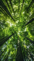 Fototapeta premium Looking up at tall green trees in a dense forest, serene and lush nature