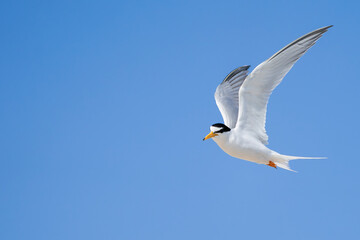 青空を飛ぶコアジサシ