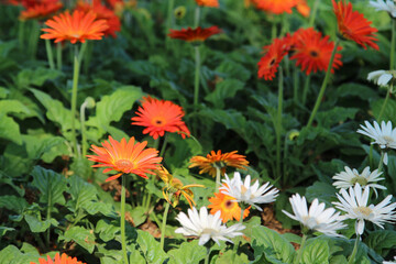 Gerbera flowers in the nature garden