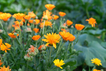 A field of orange flowers with green leaves. The flowers are in full bloom and are scattered throughout the field calendula.