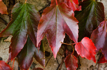 A leafy plant with red leaves is growing on a wall. The leaves are green and red, and they are arranged in a way that creates a sense of depth and dimension. The image conveys a feeling of growth