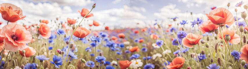 Fototapeta premium Bella panorámica de amapolas en el campo. Vista de flores silvestres de verano. Panorámica de un campo de flores rojas bajo un cielo de nubes.