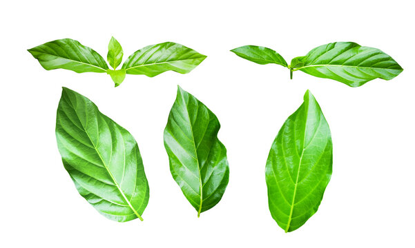 Feature image of a beautifully detailed cut-out of green leaves with clipping paths
