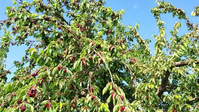 leckere reife rote Kirschen am Kirschbaum mit leicht im Wind wiegenden Bl&auml;ttern - Fr&uuml;chte, gesund, vitaminreich, Kirschernte, lecker, saftig, windig, Sommer, Garten, Nahaufnahme
