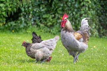 Close up of majestic cockerel with red comb and two hens in grassy meadow.