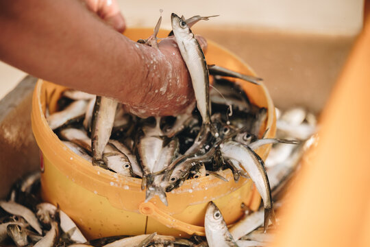 Selective focus herring fish catch with male hands picking close up