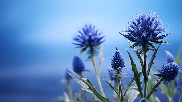 Echinops Bannaticus Taplow Blue - Flowers, Plants, Botanical, Nature, Microphotography, Close-up, Detailed, Magnified, High-Resolution, Professional, Focus