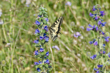 Old World Swallowtail or common yellow swallowtail (Papilio machaon) sitting on blueweed in Zurich, Switzerland
