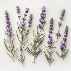 Fototapeta premium Fondo con detalle y textura de varias ramas de lavanda con hojas de color verde, sobre fondo neutro