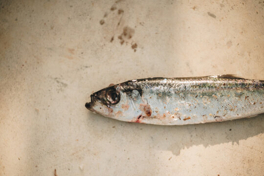 Selective focus close up head fresh herring fish on floor 