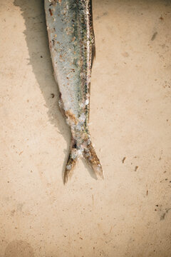 Selective focus close up half fresh herring fish on floor 