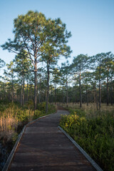 Obraz premium Walking path in woods