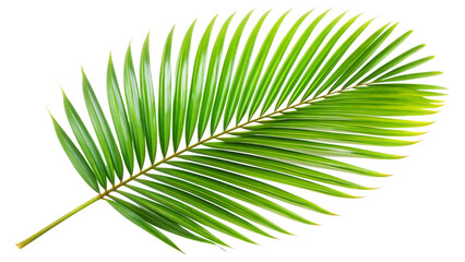 Obraz premium tropical palm leaf isolated on transparent background