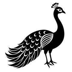 Peacock white background