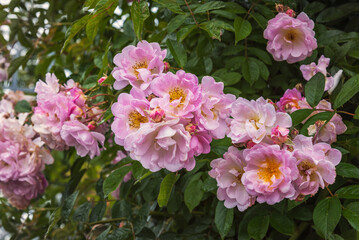 Climbing rose Helene. Exquisite selected varieties of roses. Flowers for parks, gardens, bouquets